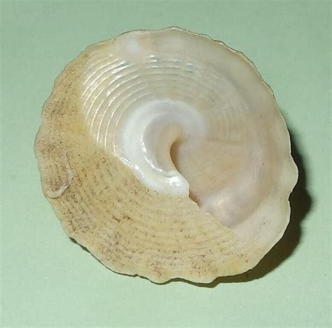 Astraea Tentoriformis Australian Sea Shell 28mm F 687 EBay