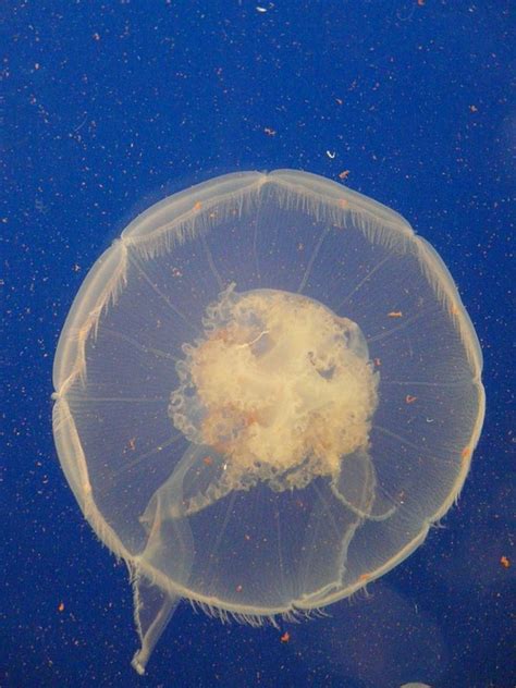 Jellyfish Sea Animal · Free photo on Pixabay