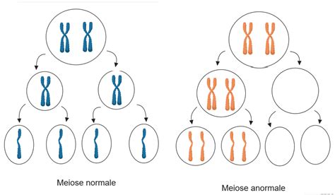 Le Caryotype Humain Symbiose 6