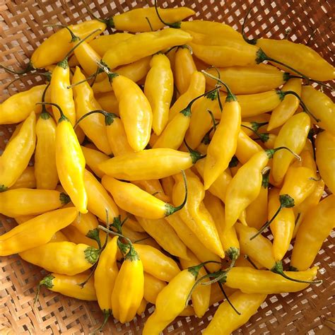 Hot Pepper Limón Lightning Organic Adaptive Seeds