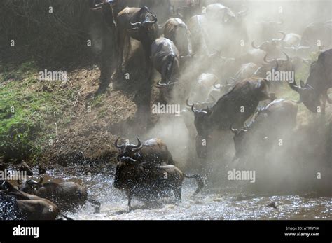 Wildebeest Migration Masai Mara A Herd Of Wildebeests Starts To Cross The Mara River Masai