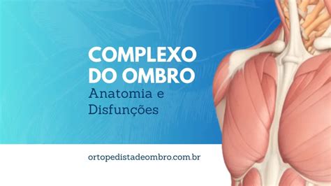 Complexo Do Ombro Entendendo A Anatomia E As Disfunções