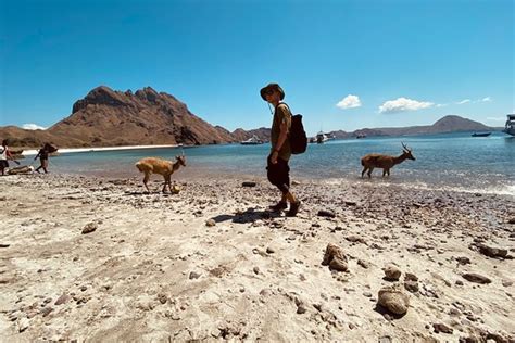 Spectacular Komodo Tours Labuan Bajo Aktuelle Lohnt Es Sich