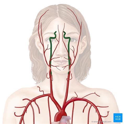 Arteria Carotis Interna Anatomie Verlauf Ste Klinik Kenhub