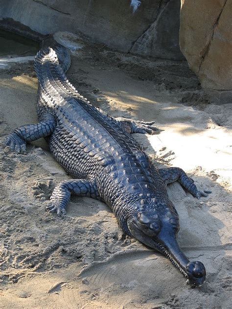 The Gharial is extinct in most of it's habitat, deep inland rivers ...