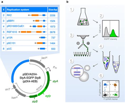 Design Of Plasmid Vectors And Experimental Strategy A Genetic Map Of Download Scientific