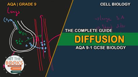 Everything You Need To Know About Diffusion Gcse Biology Aqa Youtube