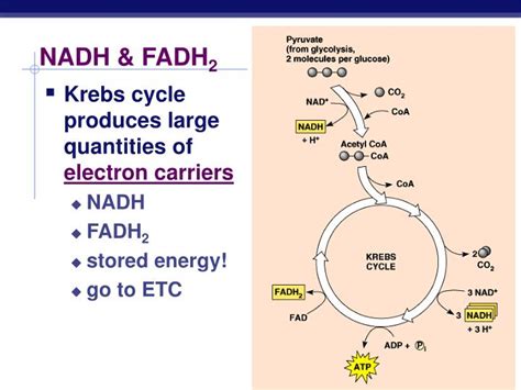 Ppt Cellular Respiration Oxidation Of Pyruvate Krebs Cycle Electron