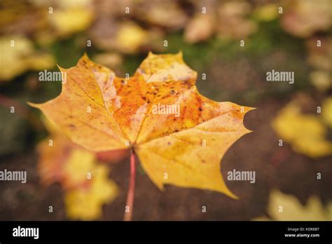 Holding Fallen Autumn Maple Leaf At The Morning Stock Photo Alamy