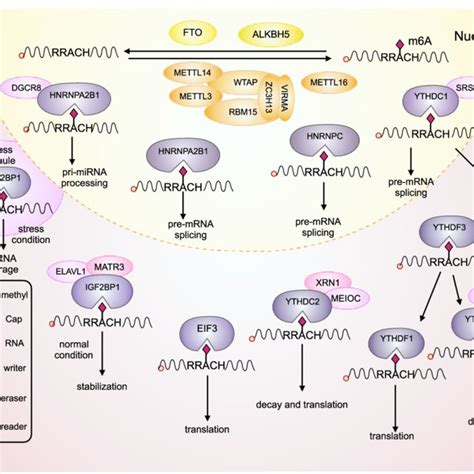 Pdf Functions Of N6 Methyladenosine And Its Role In Cancer