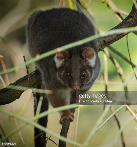 105 Possum Magic Stock Photos, High-Res Pictures, and Images - Getty Images