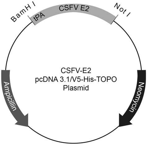 Frontiers Cross Reactivities And Cross Neutralization Of Different Envelope Glycoproteins E2