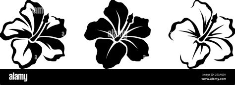 Vector Set Of Black Silhouettes Of Tropical Hibiscus Flowers Isolated