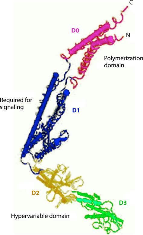 Structure Of Flagellin With Four Major Domains Indicated Ncbi Gen