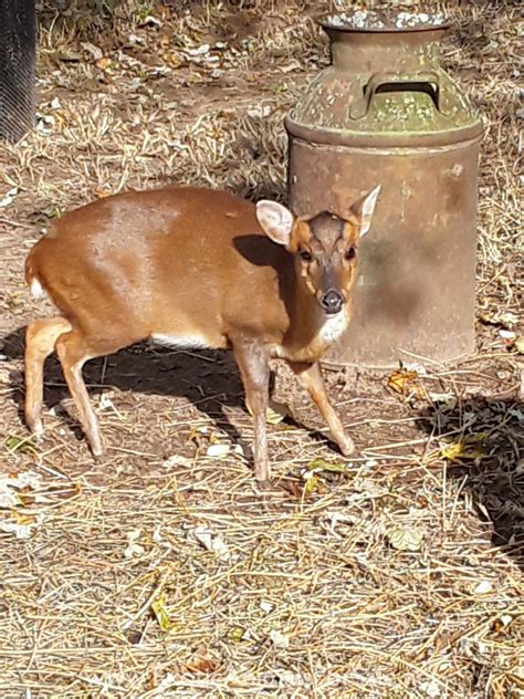 Muntjac Deer for Sale