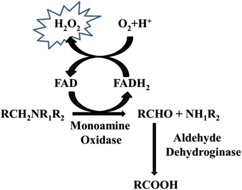 Graphic depiction of the oxidative deamination of monoaminergic ...