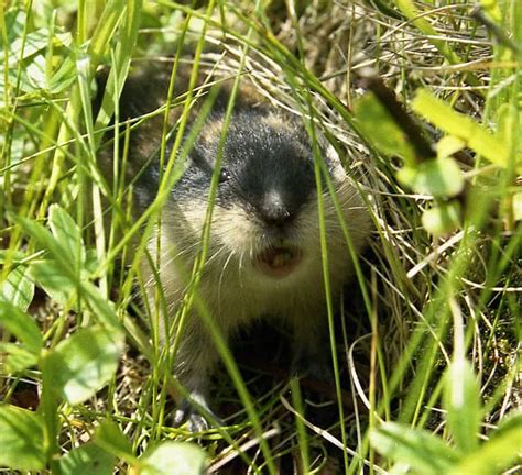 Lemming Pictures Az Animals