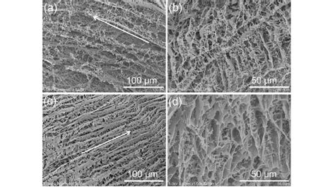 Sem Micrographs Of The Dft Pva Go Composite Hydrogel Samples