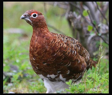 Willow Ptarmigan Willow Ptarmigan Alaska State Bird State Birds