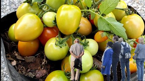 How To Grow Tomatoes From Tomato Seeds Easy And Fast Amazing