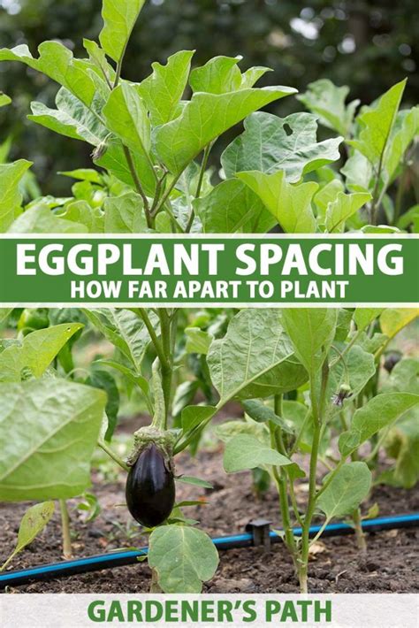 Eggplant Spacing: How Far Apart to Plant | Gardener’s Path