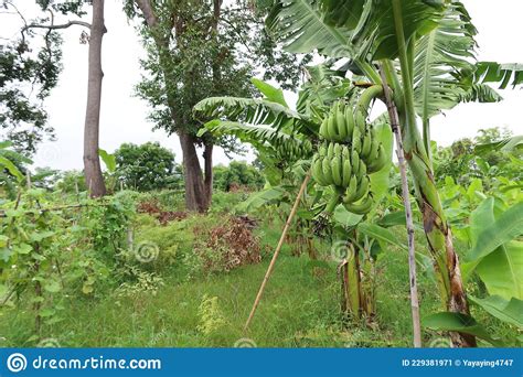 Growing Green Bananas In Organic Farming Plots At Select Focus Outdoor