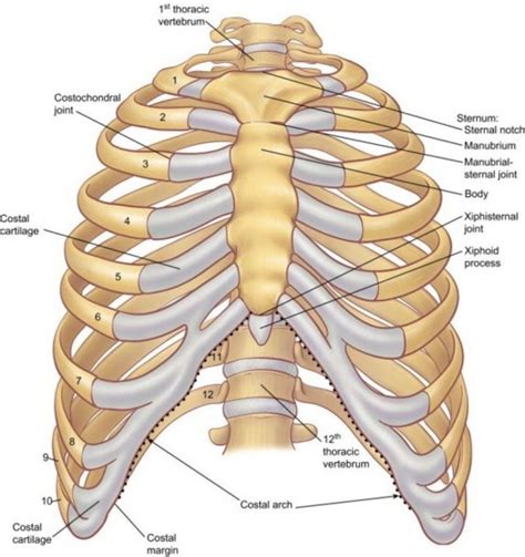 Rib Cage Diagram