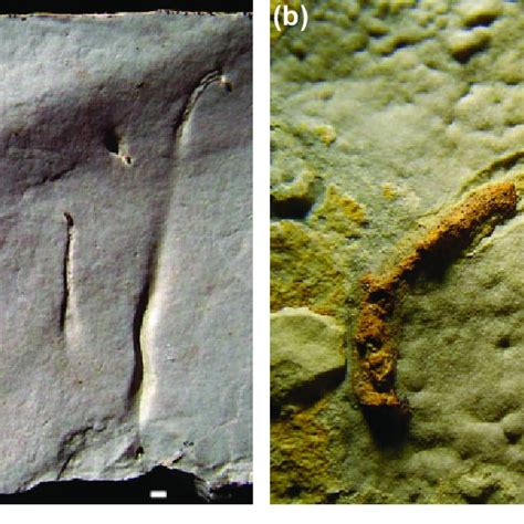 Arriba 64+ imagen trace fossil examples - Abzlocal.mx