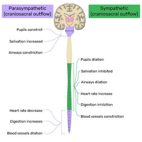 Autonomic Nervous System Parts Organization And Functions Getbodysmart