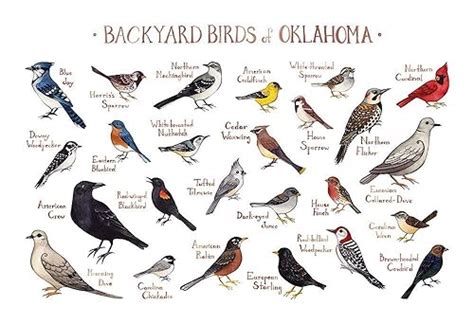 Bird Identification Chart Keski