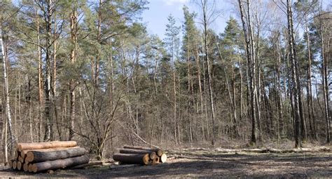 Będą kolejne konsultacje społeczne ws ciechanowskich lasów