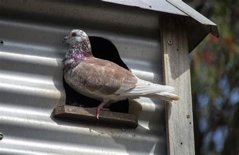 A Domestic Pigeon Columba Livia Domestica Perching On A Tree Stock