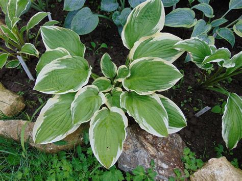 Are Hostas Good Under Trees? – World of Garden Plants