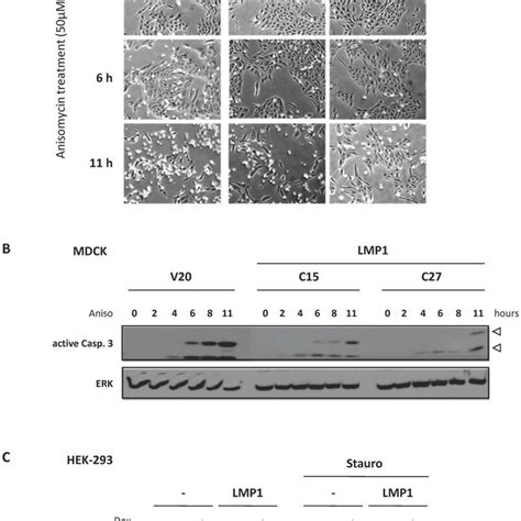 Characterization Of Mdck Cell Lines Stably Expressing Lmp1 Mdck Cells