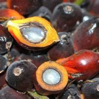 Indonesias Palm Oil Export Ban Heats Up Vegetable Oil Market Latest News