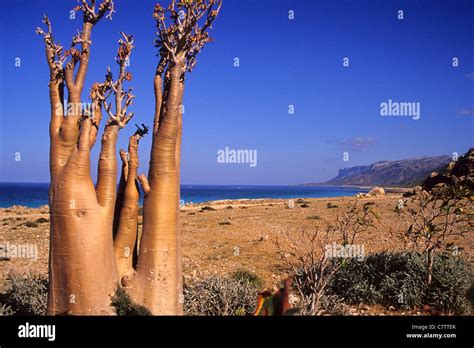 Socotra Plants Fotos Und Bildmaterial In Hoher Auflösung Alamy