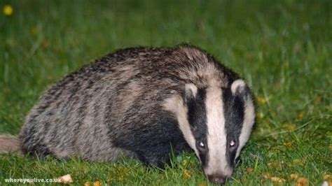 What Do Badgers Eat - Where You Live