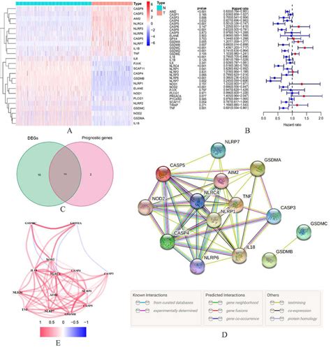 A Heatmap Of The Differentially Expressed Pyroptosis Related Genes In Download Scientific