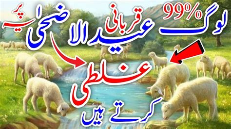 99 Log Eid Ul Adha Qurbani Per Yah Galti Karte Hain Janwar Ko Bhoka