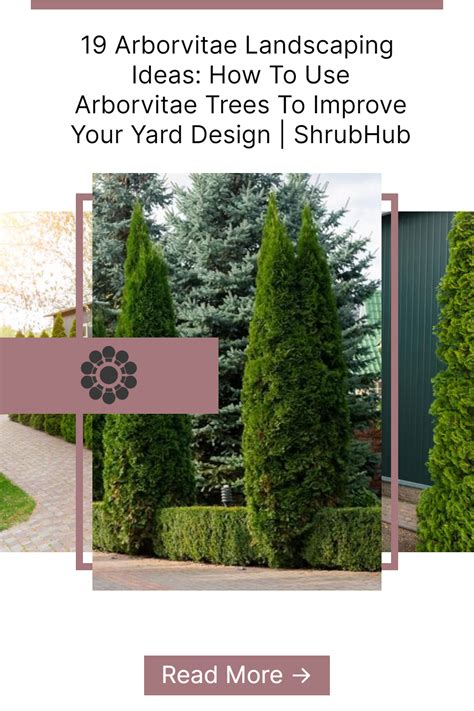 Arborvitae Landscaping Ideas How To Use Arborvitae Trees To Improve