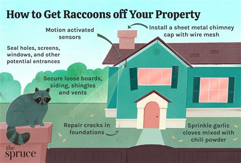 How To Get Rid Of Raccoons From Your Property