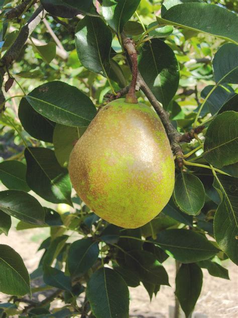 Pear Varieties