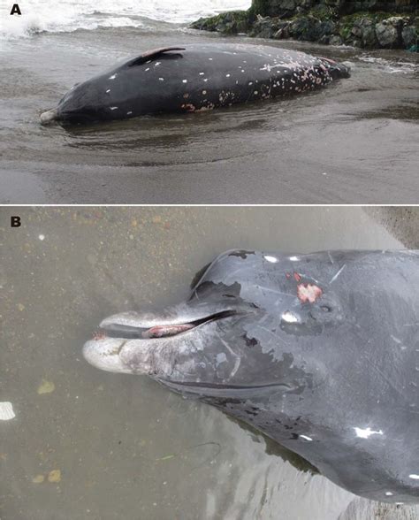 New beaked whale species discovered in Japan - Whale & Dolphin Conservation USA