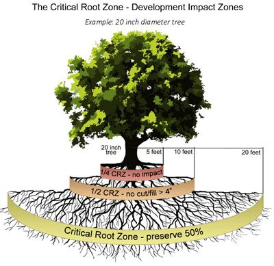 root-zone - Heritage Tree Care - Quality Central Texas Arborist Services