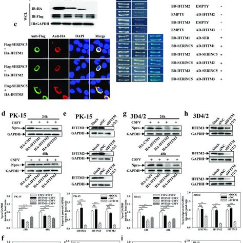 IFITM1 2 3 Interacts With SERINC5 And Effects CSFV Replication A