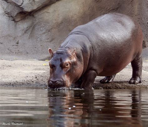 Fiona the Hippo stars in new book 'A Very Fiona Christmas'