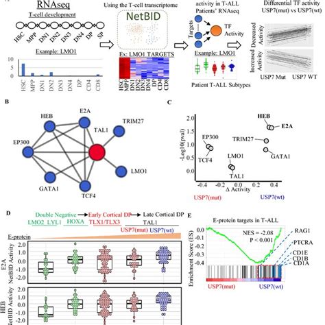 USP7 Haploinsufficiency Reduces E Protein Activity In NCI TARGET T ALL