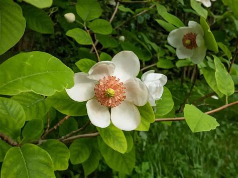 10 Dwarf Magnolia Tree Varieties - Plantglossary