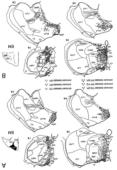 Representative Examples Of The Retrograde Labeling In The Thalamus