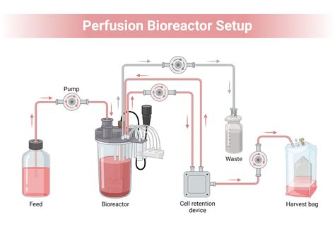 Perfusion Bioreactor Setup BioRender Science Templates